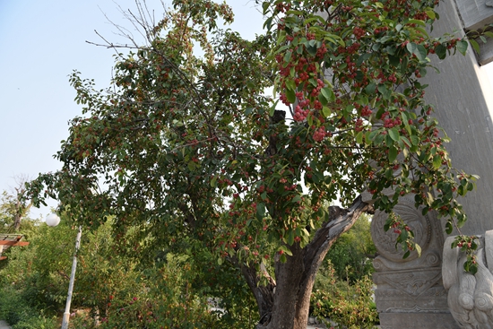 春華秋實之果實篇86