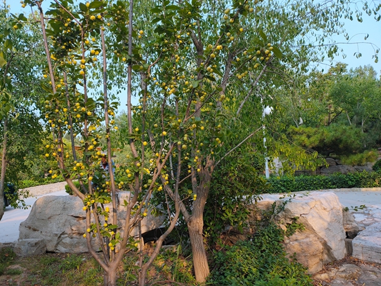 春華秋實之果實篇86