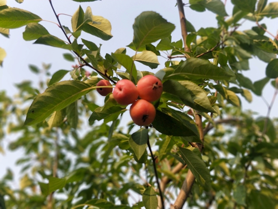 春華秋實之果實篇86