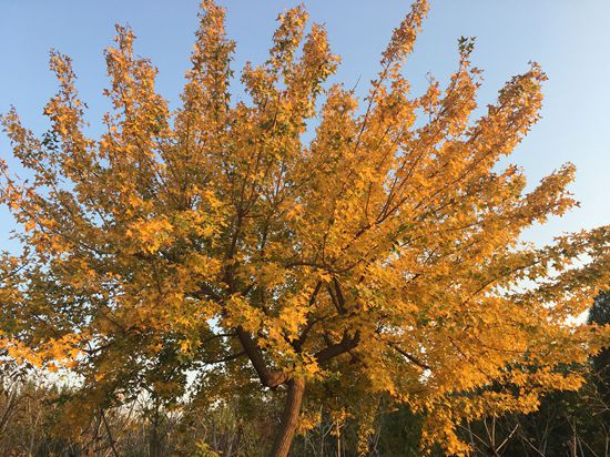 “醉美”重山秋（二）2