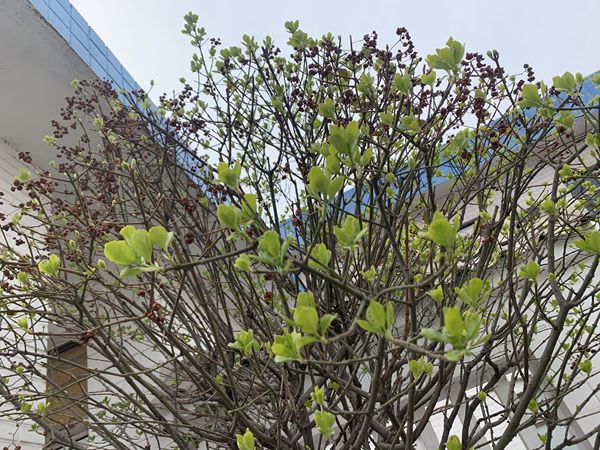 重山春已到 奮斗正當(dāng)時21