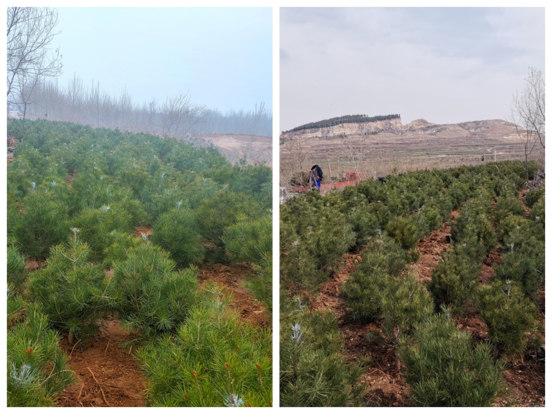 植樹綠化進(jìn)行時70