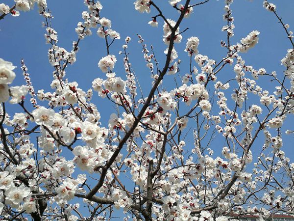 【重山影像】重山春已到 奮斗正當(dāng)時(shí)（二）20