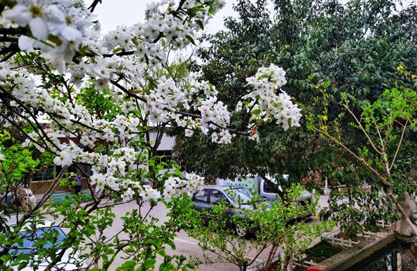 【重山影像】重山春已到 奮斗正當時（四）28