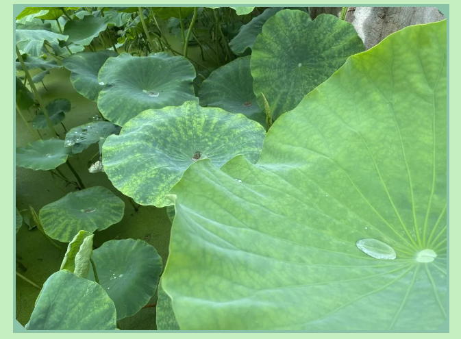 【重山影像】一起來看雨中的重山64