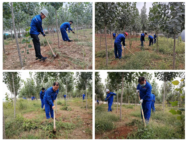 黨員拔草熱情高 美化環(huán)境踐良知——魯中水泥黨支部開(kāi)展拔草滅荒主題黨日活動(dòng)13